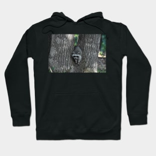 Baby Raccoon in Tree Hoodie